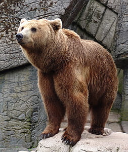 brown grizzly bear thumbnail