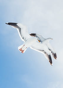 worms eye view photography of white birds thumbnail