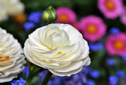 shallow focus photography of flowers thumbnail