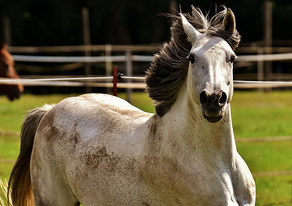closeup photo of white and black horse thumbnail