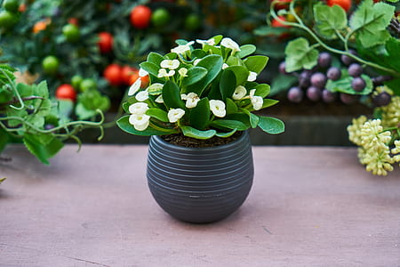 white euphorbia flowers centerpiece on beige surface closeup photography thumbnail