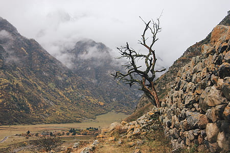 bare tree beside mountain thumbnail