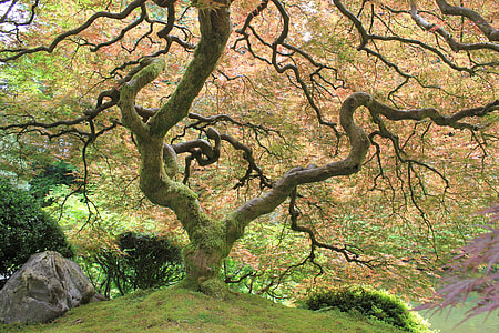 view of moss covered tree during daytime thumbnail