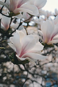 nature, flowers, petals, blur thumbnail