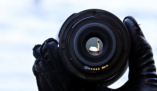lens showing white bird thumbnail