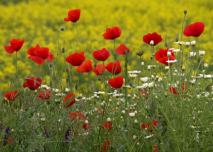 shallow focus photography of red flowers thumbnail