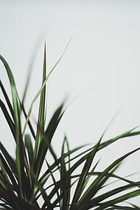 selective focus photo of linear green leafed plant thumbnail