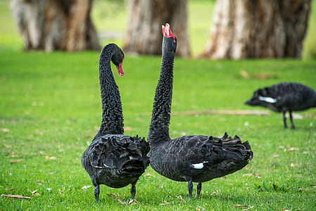 two black swans thumbnail
