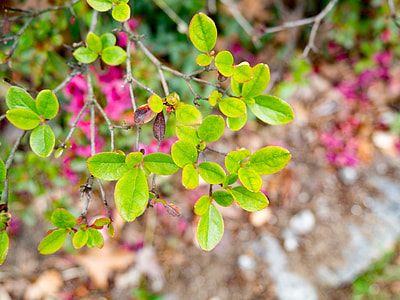 focus photography of green plant thumbnail