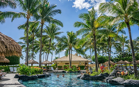 body of water surrounded by palm trees under blue calm sky thumbnail