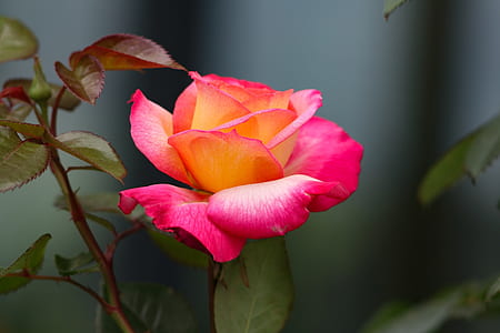 close-up photo of red rose thumbnail