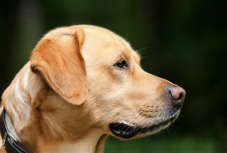 yellow Labrador Retriever puppy selective focus photograph thumbnail