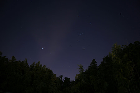 trees under starry night thumbnail