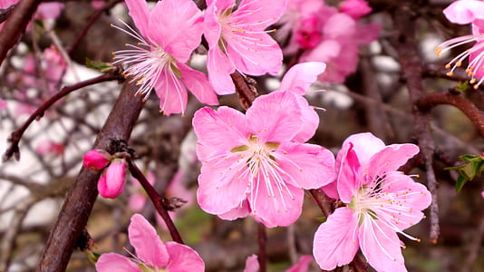 nature, flowers, petals, tree thumbnail