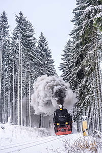 black steam train between trees thumbnail