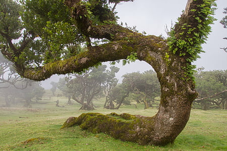 curved green leaf tree thumbnail