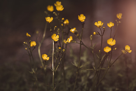 shallow focus photography of yellow flowers thumbnail