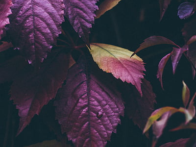 selective focus photography of purple and yellow leafed plant thumbnail