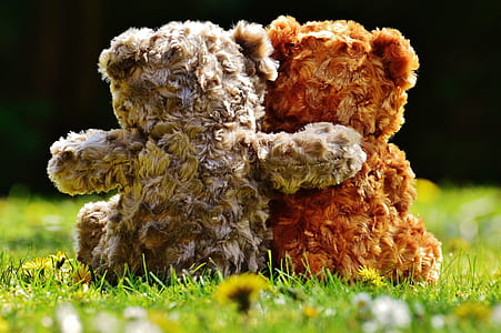 two brown bears hugging while sitting on green grass thumbnail
