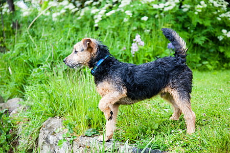 medium-coated black and tan terrier standing on green grass at daytime thumbnail