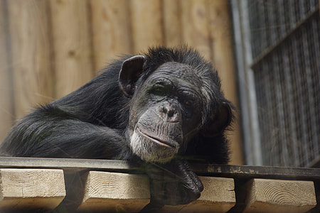 monkey on board thumbnail