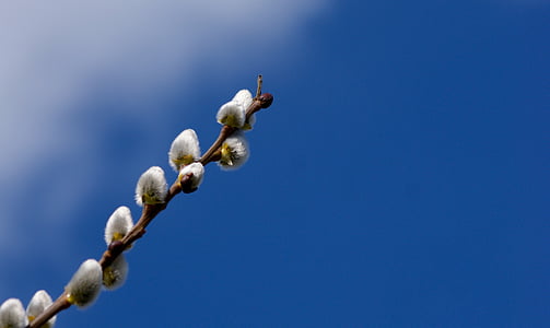 selective focus photography of white cotton tree thumbnail