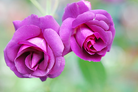 selective focus photography of two pink rose flowers thumbnail