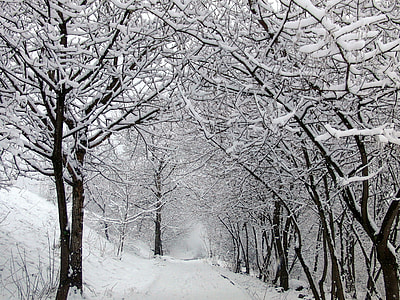 pathway between trees covered on snow thumbnail