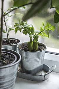 green plant thumbnail
