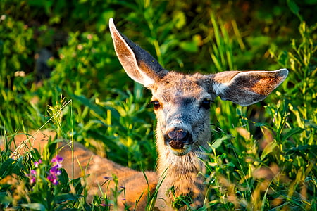 brown deer taken during daytime thumbnail