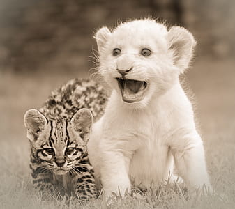 two lion and leopard cubs thumbnail