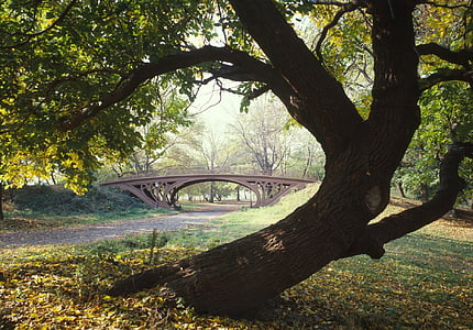 gray bridge near trees thumbnail