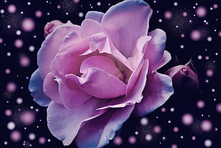 closeup photo of pink rose flower thumbnail