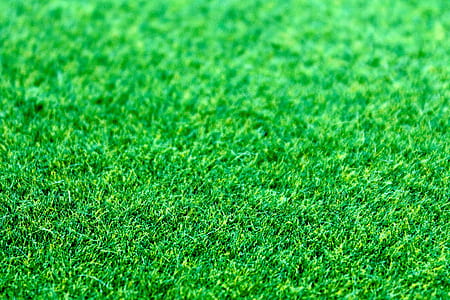 field, grass, lawn, plant thumbnail