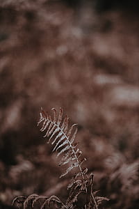 grayscale photo of Boston fern thumbnail