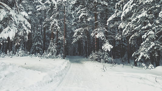 road covered with snow through forest thumbnail