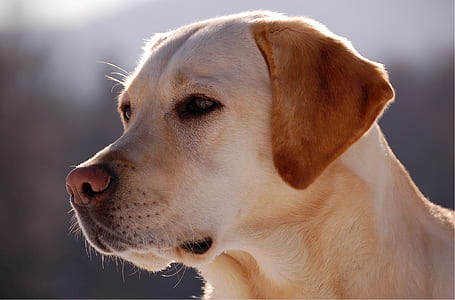 adult yellow Labrador retriever on focus photo thumbnail