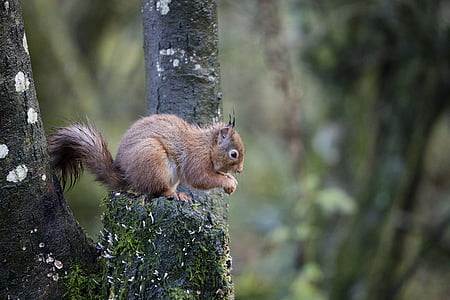 brown squirrel on tree thumbnail