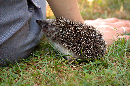 grey hedge hog thumbnail