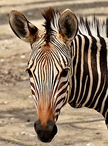 zebra photo thumbnail