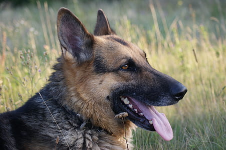 adult German shepherd thumbnail