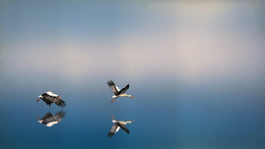 two white birds over body of water thumbnail