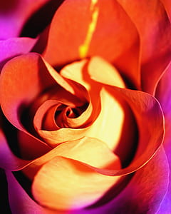 close-up photography of yellow flower thumbnail