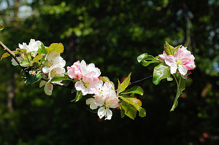 white and pink flowers thumbnail