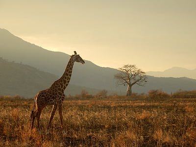 giraffe near green leafed tree thumbnail