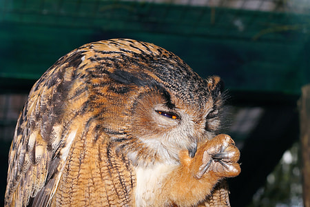 brown owl during daytime thumbnail