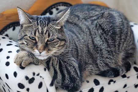 grey tabby cat resting on black and white sofa thumbnail
