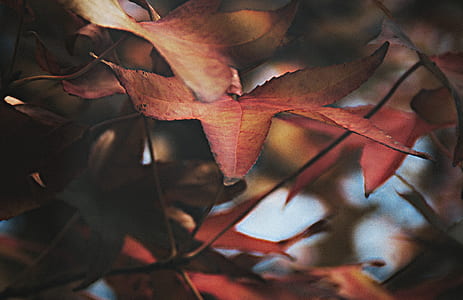 shallow focus photo of leaf thumbnail