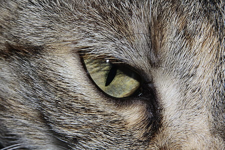 cat eye thumbnail
