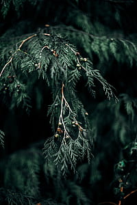 green leafy tree thumbnail